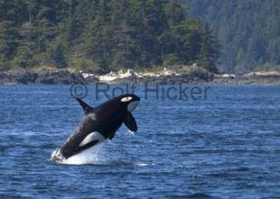 photo of Male Killer Whale Jumping Breaching