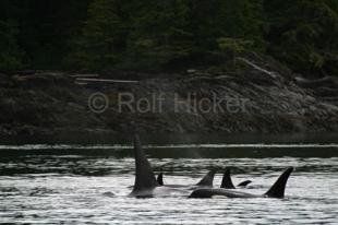 photo of killer-whales 0373 IMG
