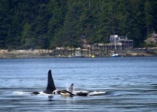 photo of whales at orca lab