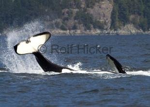 photo of killer whales playing
