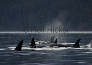 photo of whales and killer whales