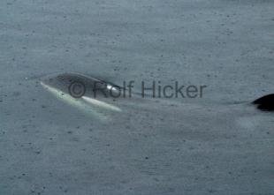 photo of killer-whales CRW 8709