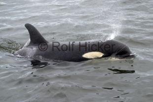 photo of Springer Orca Whale