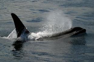 photo of orca whales