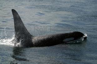 photo of killer-whales IMG 7652