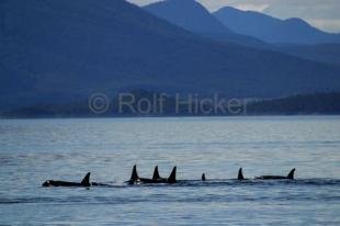 photo of killer-whales IMG 8681