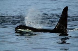 photo of killer-whales IMG 9160