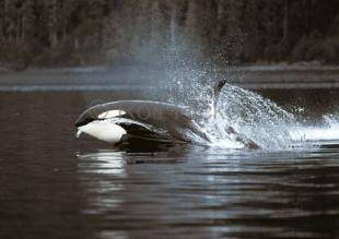 photo of killer whale hunting