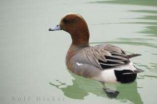 photo of L Oceanografic Duck