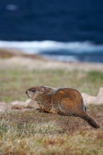 photo of Southern Labrador Coastline Resting Groundhog
