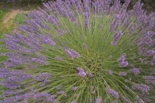 photo of Lavender Pictures