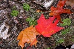 photo of Leaf Shapes Algonquin Provincial Park