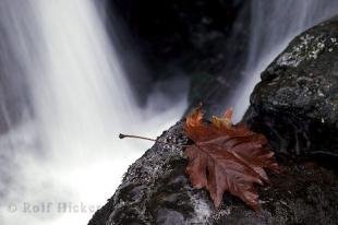 photo of leaf water