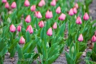 photo of Legislative Building Gardens Toronto Ontario