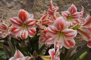photo of Lilies