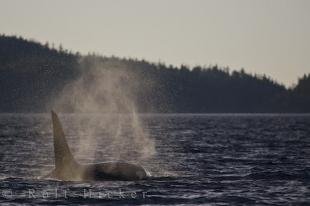 photo of Lingering Orca Mist Northern Vancouver Island