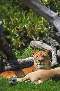 photo of African Lion Facts