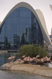 photo of LOceanografic Chilean Flamingos Valencia