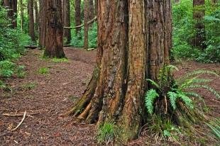 photo of Lucys Gully Redwood Trees Egmont National Park NZ