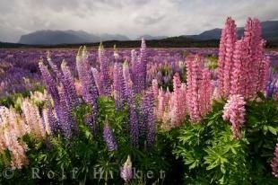 photo of Lupine Plant
