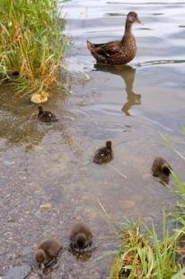 photo of Mallard Duck Family