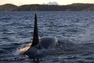 photo of Marine Mammal At Close Range Northern Vancouver Island
