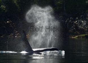 photo of Marine Mammals