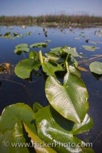photo of Marsh Vegetation Point Pelee National Park Ontario