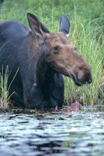 photo of Moose Ontario Canada