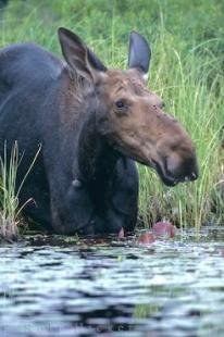 photo of Moose Ontario Canada