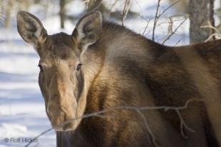 photo of moose animal