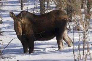 photo of moose animals