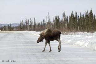 photo of moose road
