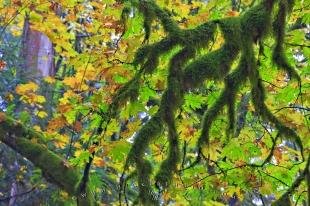 photo of Moss Covered Branches Fall Forest Picture