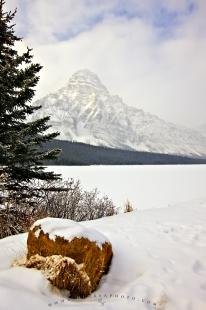 photo of Mount Chephren Waterfowl Lake Winter Picture