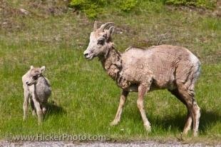 photo of Mountain Animals Bighorn Sheep Lake Banff National Park Alberta