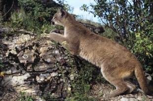 photo of Fast Cat Mountain Lion Pictures