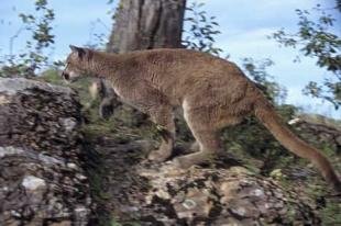 photo of Mountain Lions
