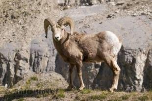 photo of Mountain Sheep