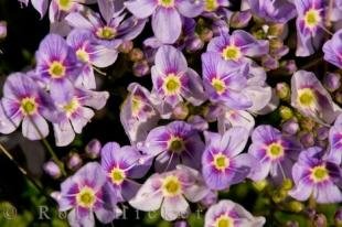 photo of Mt Ruapehu Volcanic Landscape Wildflowers New Zealand