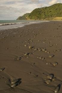 photo of New Zealand Beach Holiday