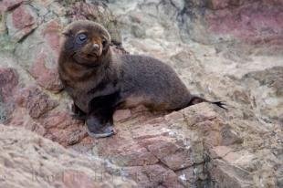 photo of New Zealand Fur Seal Pup Wairarapa New Zealand