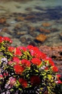 photo of New Zealand Native Trees Coastal Shores North Island