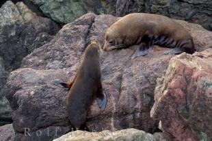 photo of New Zealand Ocean Animals