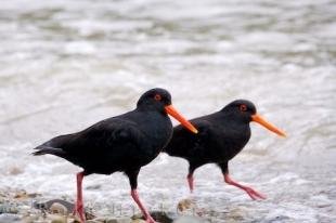 photo of New Zealand Oyster Catchers