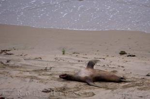 photo of New Zealand Sea Lion Behavior Otago NZ