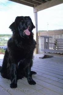 photo of Newfoundland Dog