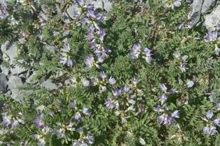 photo of newfoundland F76T0064