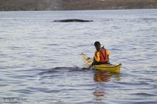 photo of kayaking with whales Newfoundland Coast