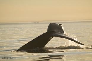 photo of newfoundland F76T0432